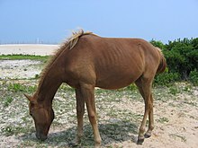 There is debate over whether the feral Chincoteague ponies of Assateague Island are horses or ponies Feralpony.jpg