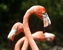 Flamingos at the Bermuda Aquarium, Museum & Zoo