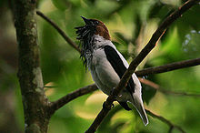 Flickr - Rainbirder - Berjenggot Bellbird (Procnias averano) laki-laki calling.jpg