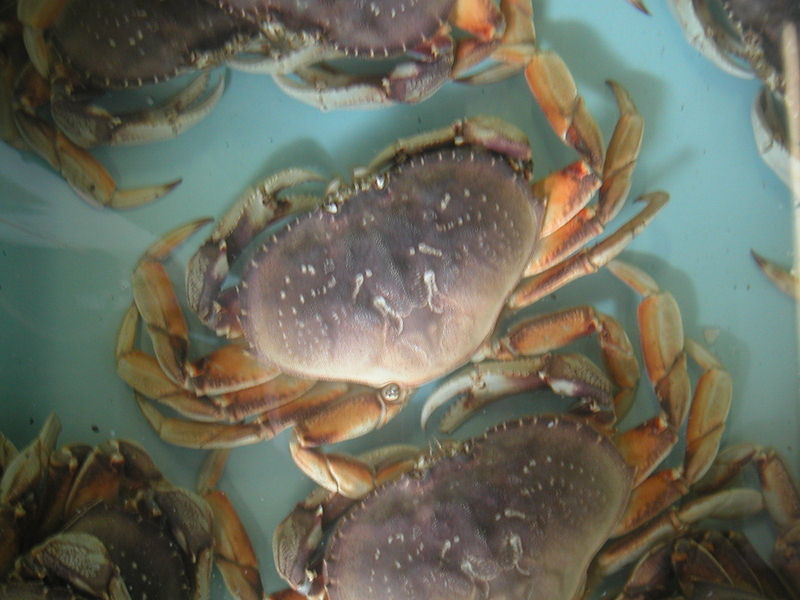 File:Flickr - cyclonebill - Krabber.jpg