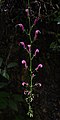 Peru. angebl Campanulaceae. Centropogon?