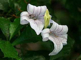 <i>Mackaya</i> Genus of Acanthaceae plants