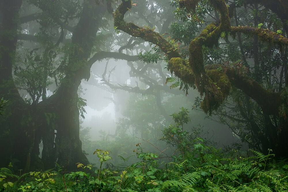 :File:Foggy Fanal forest in Seixal, Porto Moniz, Madeira, 2023 May.jpg