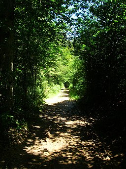 Footpath, River's Wood - geograph.org.uk - 856212