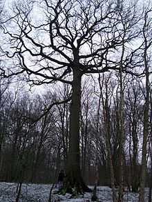 forme d'un chêne pédonculé