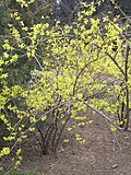 Miniatura para Forsythia viridissima