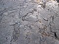 Fossiliferous mudshale (Price Formation, Lower Mississippian; Cloyds Mountain roadcut, Valley Coalfield, Virginia, USA) 13 (30377712752).jpg