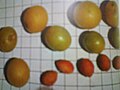 Frutos de Ximenia americana.jpg