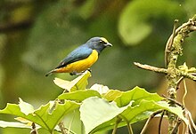 Jordanal - ElValle, Panama Fulvous-vented Euphonia.jpg