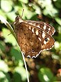 Speckled Wood, Pararge aegeria, on its lookout