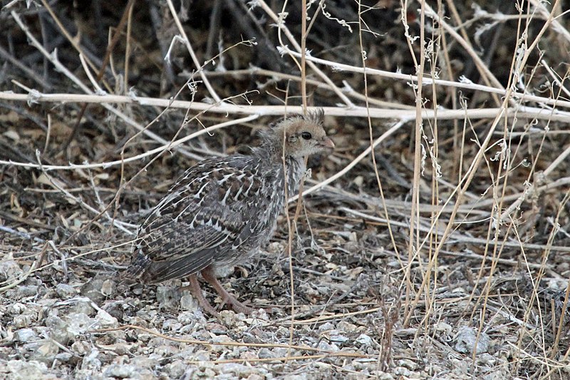 File:Gambel's Quail Chick - Flickr - GregTheBusker.jpg