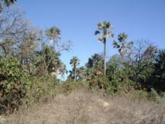 Tall palm trees protrude from the forest