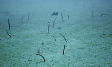 Garden eels by Antilla's wreck Garden Eel at Antilla Wreck Aruba (2915583349).jpg