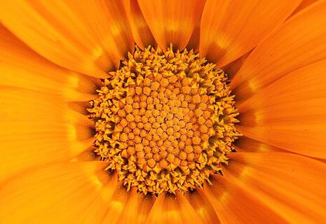 Gazania krebsiana, Quebec city, Quebec