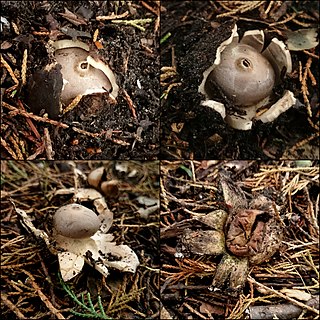 <i>Geastrum coronatum</i>