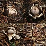 Thumbnail for Geastrum coronatum