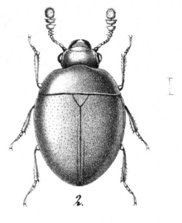 <i>Gelae</i> Genus of beetles