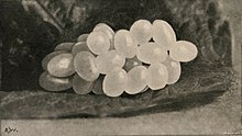 A cluster of oval white eggs (22 are visible) on a leaf, looking rather like a miniature bunch of grapes.