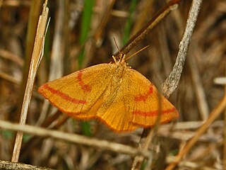 <i>Lythria purpuraria</i> Species of moth