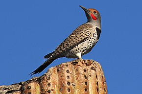 Bildbeschreibung Vergoldetes Flimmern (Colaptes chrysoides) oben auf cactus.jpg.