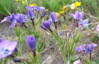 <i>Gilia tenuiflora</i> Species of flowering plant