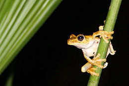 Hypsiboas rosenbergi