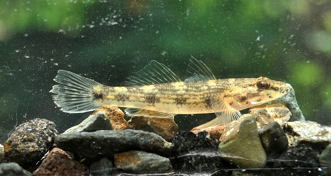 Glossogobius