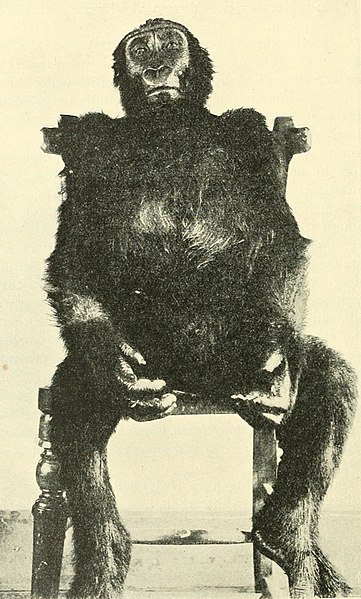 File:Gorilla 1 leyton and sherrington 1917.jpg