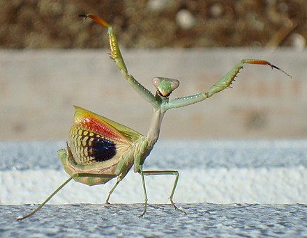 A Mediterranean mantis, Iris oratoria, attempting to startle a predator with deimatic behaviour