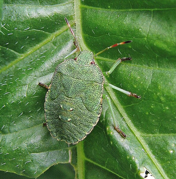 File:Grüne Stinkwanze (Palomena prasina) Larve 1.jpg