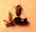 The larva of an Anthrenus verbasci beetle, frass, cast skin & a single grain of blue rodent bait damaged by the larva