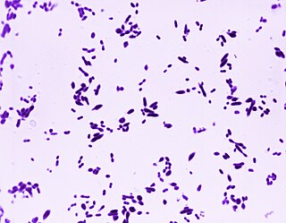 <span class="mw-page-title-main">Competence stimulating peptide</span>