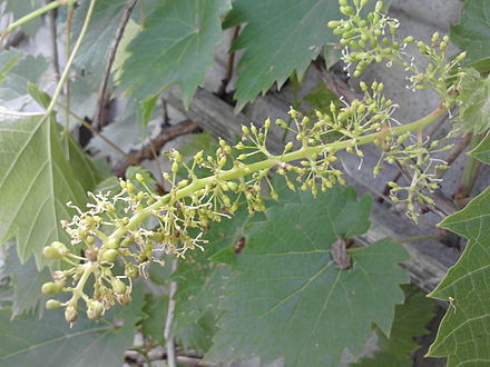 During the flowering (inflorescence) stage, cool temperature and the presence of rain can influence the development of millerandage. Grape - inflorescence.jpg