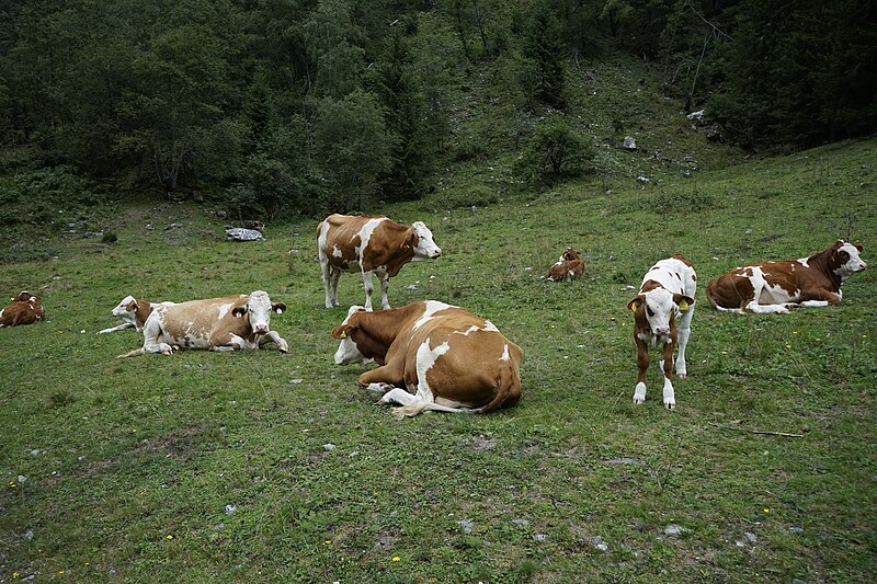 File:Grasende Kühe am Wegesrand im Seebachtal 20190820 009.jpg