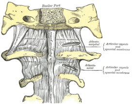 В верхней части рисунка изображены проекция сустава и передняя атлантозатылочная мембрана