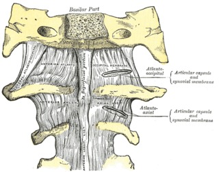 <span class="mw-page-title-main">Atlanto-occipital joint</span> Articulation between the occipital bone and the cervical atlas