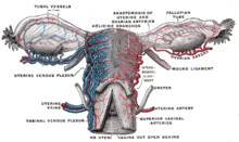 Vessels of the uterus and its appendages, rear view Gray589.png
