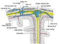 תמונה ממוזערת לגרסה מ־03:05, 26 במאי 2007