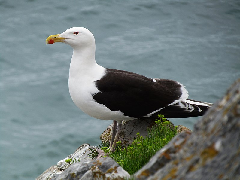 File:Great Black-backed gull at Meadfoot, Torquay.jpg