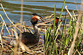 * Nomination Great crested grebes (Podiceps cristatus) on nest, Blenheim Palace, Oxfordshire --Charlesjsharp 20:10, 19 April 2015 (UTC) * Promotion ok imo.--ArildV 15:57, 20 April 2015 (UTC)