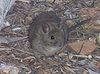 Greater Sticknest Rat - Alice Springs Desert Park.JPG