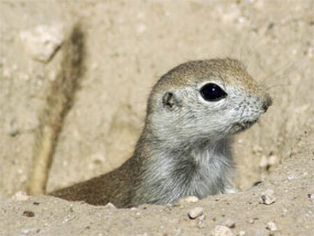 Tập_tin:GroundSquirrel.jpg