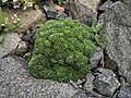 Gypsophila aretioides