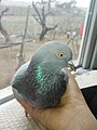 Güvercin (pigeon) .jpg