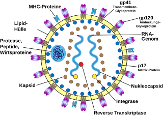 Retroviren (Retroviridae) sind