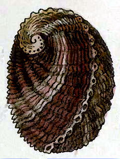 <i>Haliotis rubiginosa</i> Species of gastropod