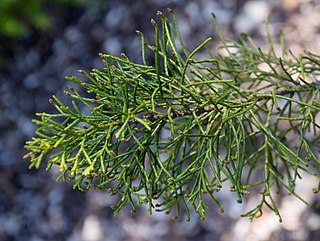 <i>Halocarpus biformis</i> Species of conifer