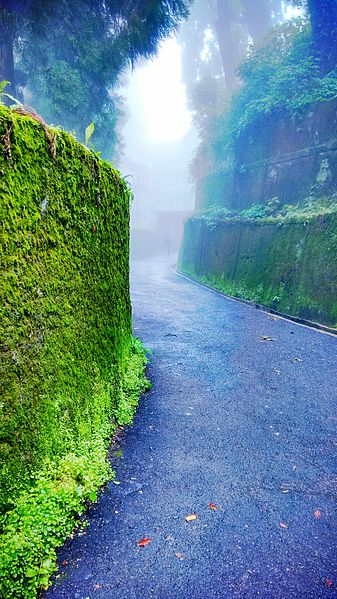 File:Happy Valley Tea Estate road in Darjeeling.jpg