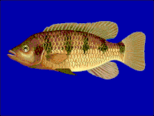 H. fasciatus, the largest species in the genus Hefas u0.gif