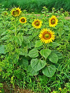 Helianthus annuus Habitus